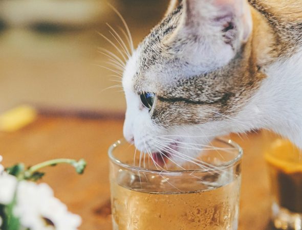 tuyen-vo-Q_kvnbfDqEc-unsplash-res